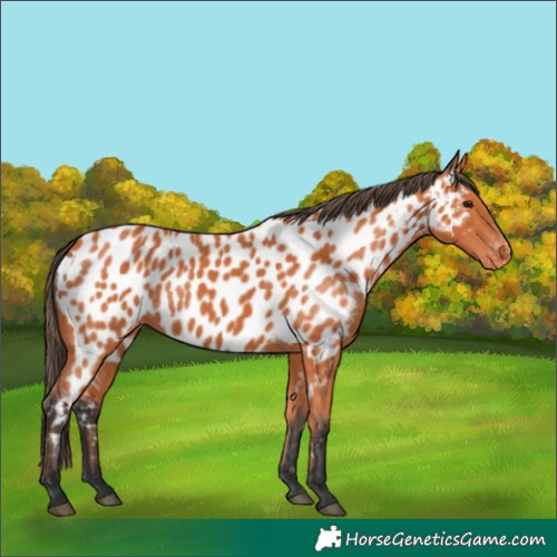 Horse Color:Bay Near Leopard