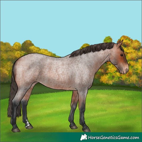 Horse Color:Bay Roan Varnish 