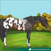 Horse Color:Brown Tobiano Appaloosa 