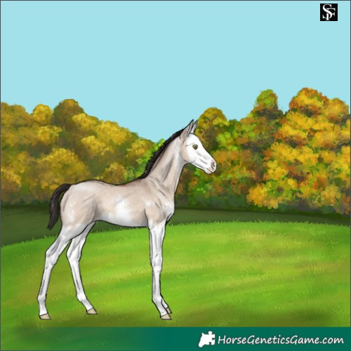 Horse Color:Sable Champagne Dun Sabino Splash 