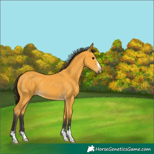 Horse Color:Buckskin