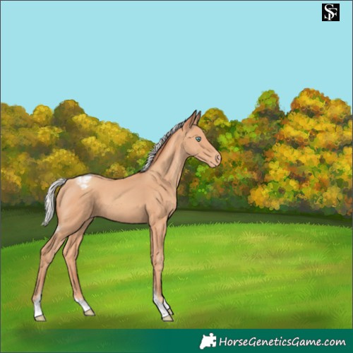 Horse Color:Silver Amber Champagne Tobiano Appaloosa 