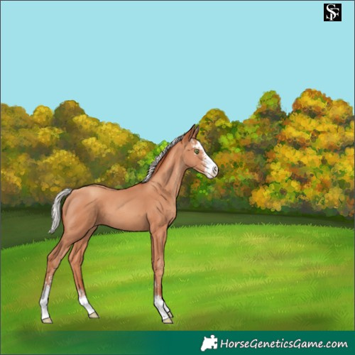 Horse Color:Silver Sable Champagne Sabino 