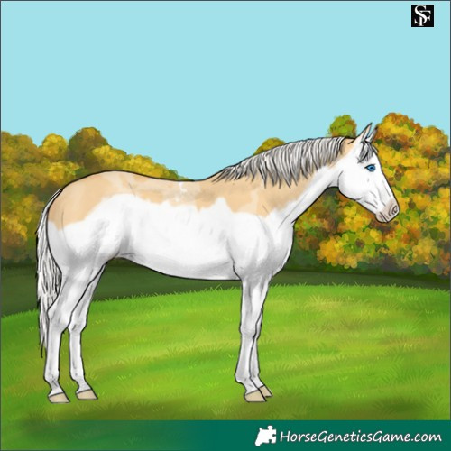 Horse Color:Silver Classic Cream Champagne Dun Merle Splash Frame 