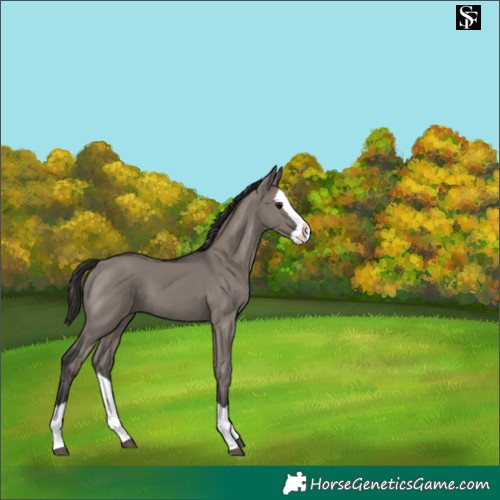 Horse Color:Smoky Grullo Splash