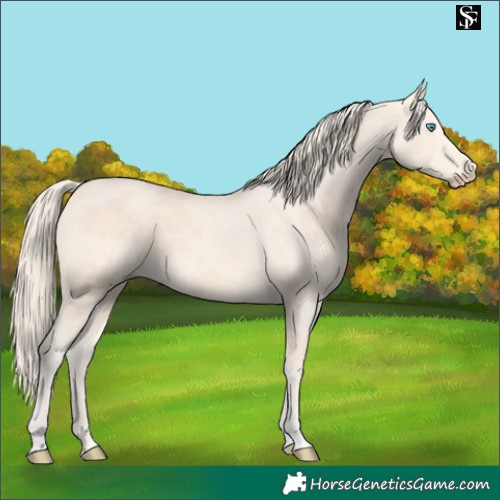 Horse Color:Perlino Merle 