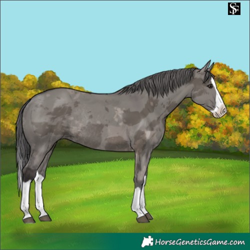 Horse Color:Smoky Grullo Merle Splash Rabicano 