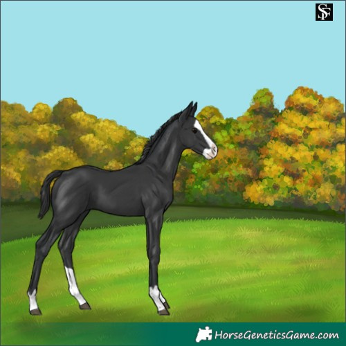 Horse Color:Black Splash 
