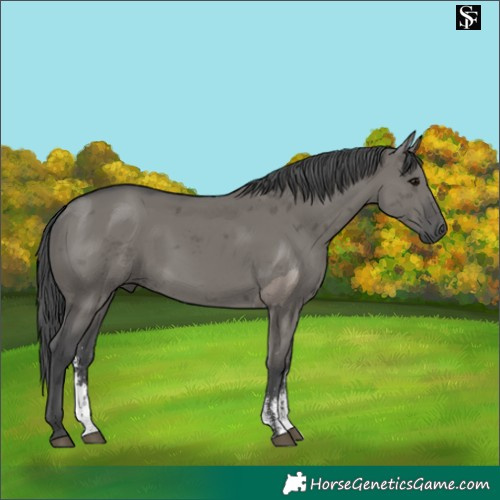 Horse Color:Grullo Merle Sabino Rabicano 