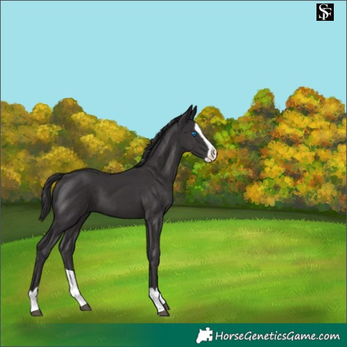 Horse Color:Smoky Black Splash