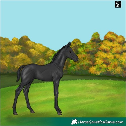 Horse Color:Black 