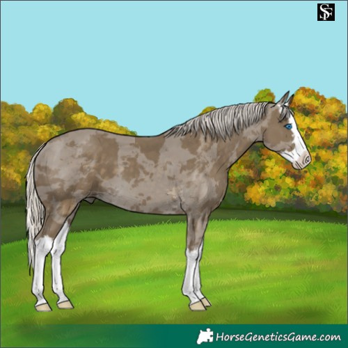 Horse Color:Silver Smoky Black Merle Splash 