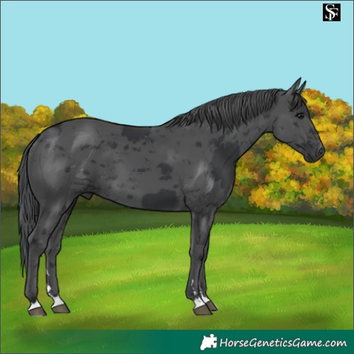 Horse Color:Black Merle 
