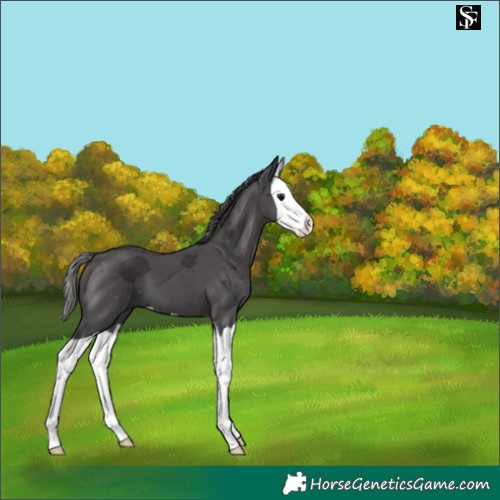 Horse Color:Smoky Black Merle Splash 