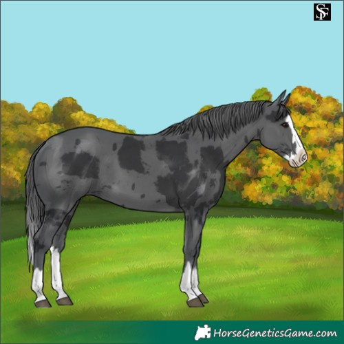 Horse Color:Black Merle Splash 