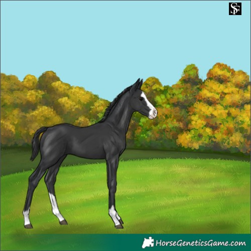 Horse Color:Black Splash 