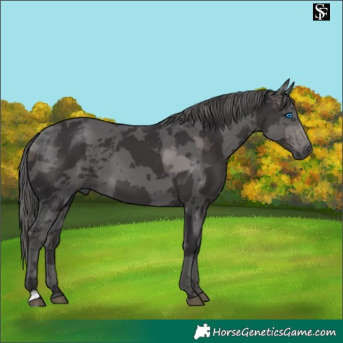 Horse Color:Smoky Black Merle 