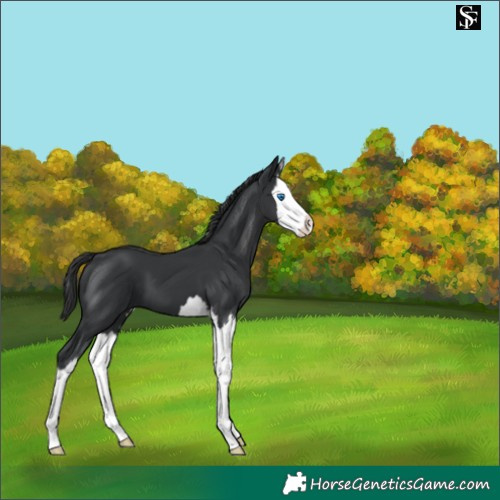 Horse Color:Black Splash 