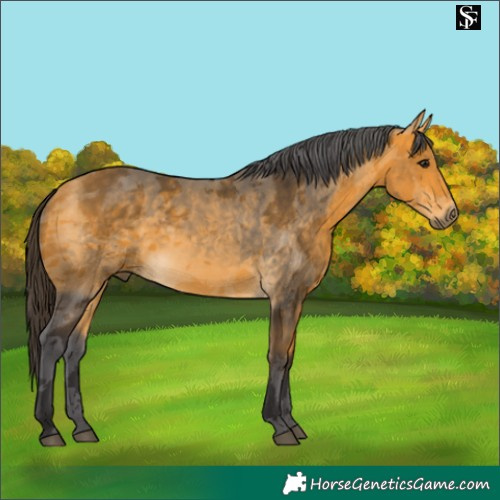 Horse Color:Buckskin Merle 