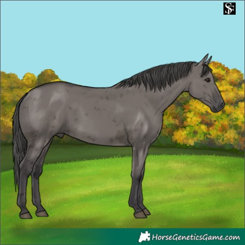 Horse Color:Smoky Grullo Merle 