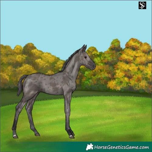 Horse Color:Smoky Grullo Merle 