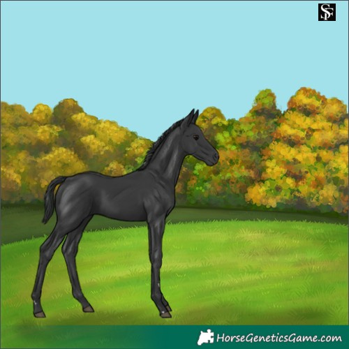 Horse Color:Black Rabicano 