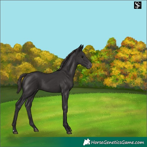Horse Color:Smoky Black Varnish 
