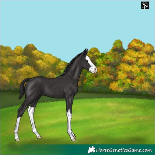 Horse Color:Smoky Black Splash