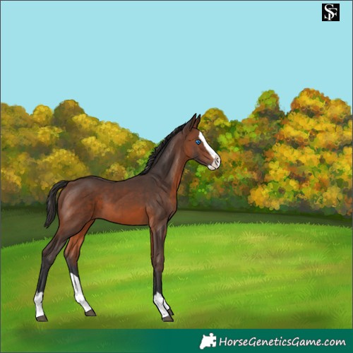 Horse Color:Brown Splash 