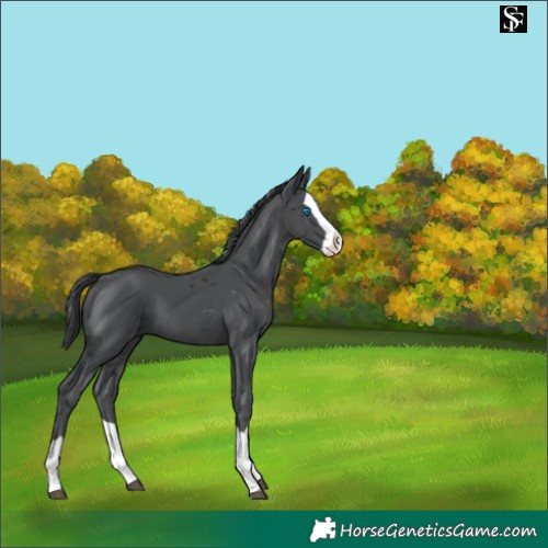 Horse Color:Black Merle Splash 