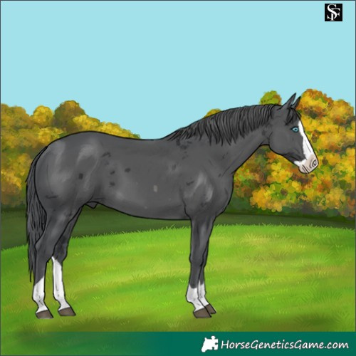 Horse Color:Black Merle Splash