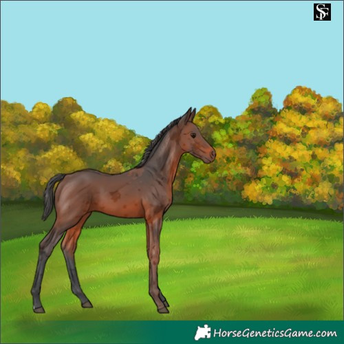 Horse Color:Brown Merle 