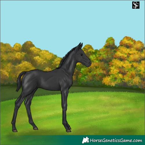 Horse Color:Black 