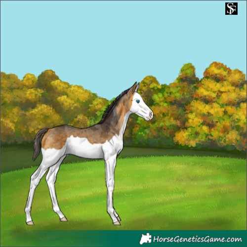 Horse Color:Buckskin Merle Splash 