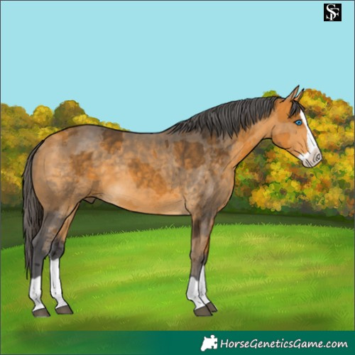 Horse Color:Buckskin Merle Splash 