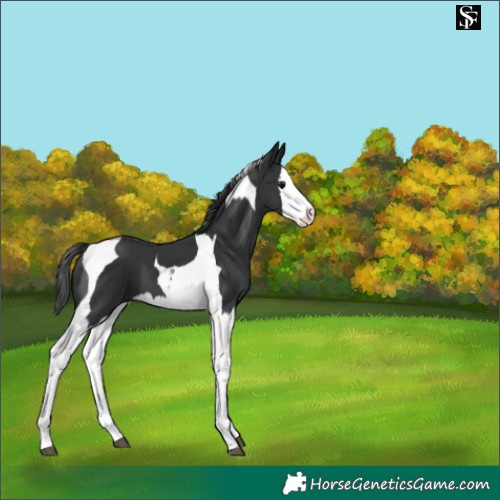 Horse Color:Black Splash Tobiano