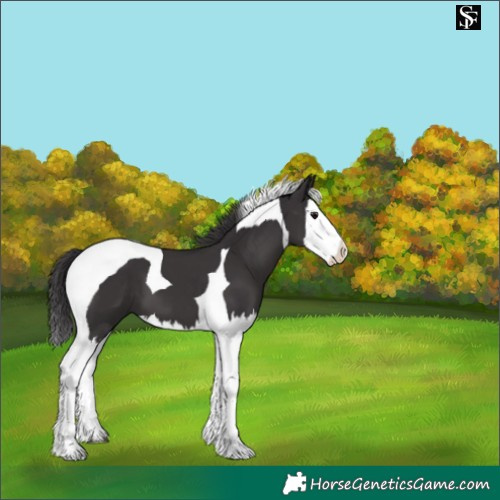 Horse Color:Smoky Black Splash Tobiano 