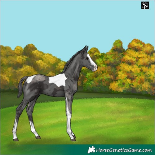 Horse Color:Smoky Black Merle Splash Tobiano 