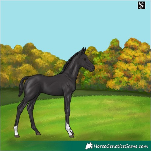 Horse Color:Smoky Black Tobiano Rabicano 