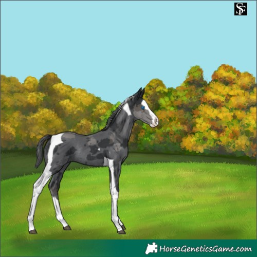 Horse Color:Black Merle Splash Tobiano Rabicano 