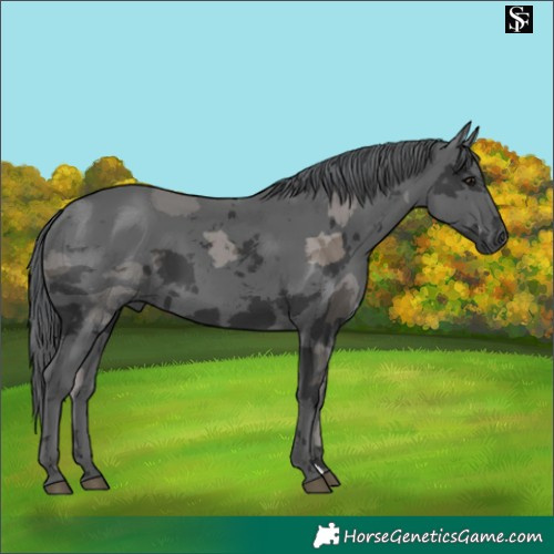 Horse Color:Black Merle 
