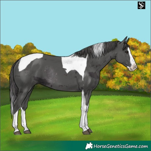 Horse Color:Smoky Black Merle Splash Tobiano Rabicano