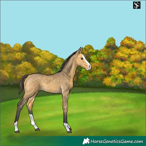 Horse Color:Buckskin Dun Merle Splash 