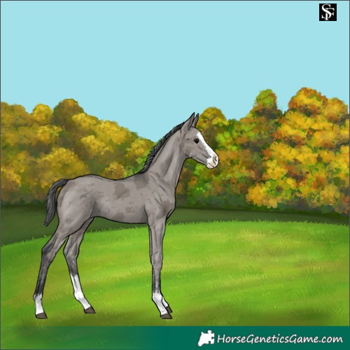 Horse Color:Grullo Merle Sabino Splash Rabicano 