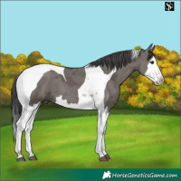 Horse Color:Smoky Grullo Merle Splash Tobiano 