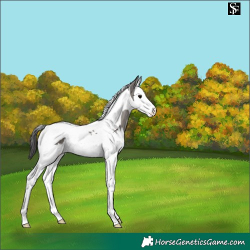 Horse Color:Smoky Grullo Merle Splash Tobiano 