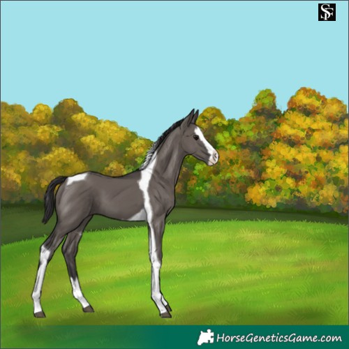 Horse Color:Smoky Grullo Splash Tobiano 