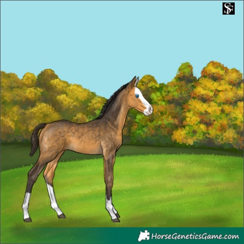 Horse Color:Buckskin Splash 