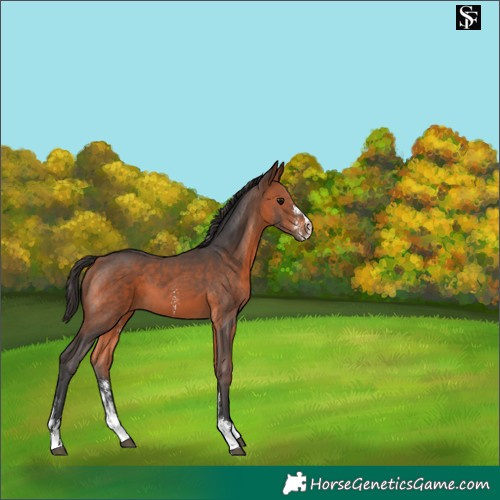 Horse Color:Bay Sabino 