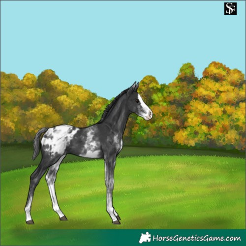 Horse Color:White Spotted Black Splash Appaloosa 